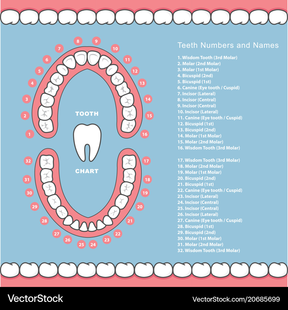 Tooth Chart With Names Dental Infographics Vector Image