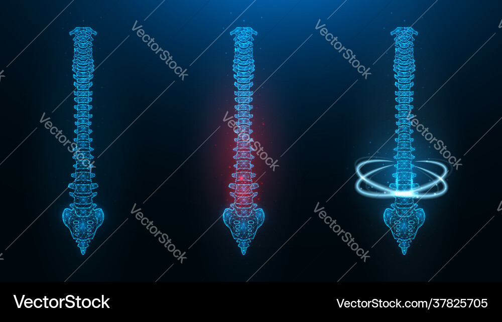 Polygonal a human spine image healthy Polygonal a human spine image healthy vector image