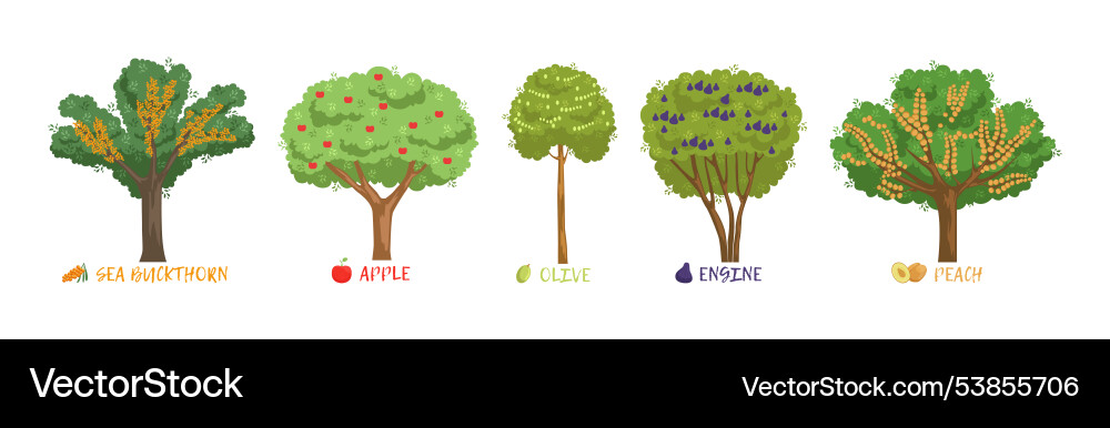 Different fruit trees sorts with names set Different fruit trees sorts with names set vector image