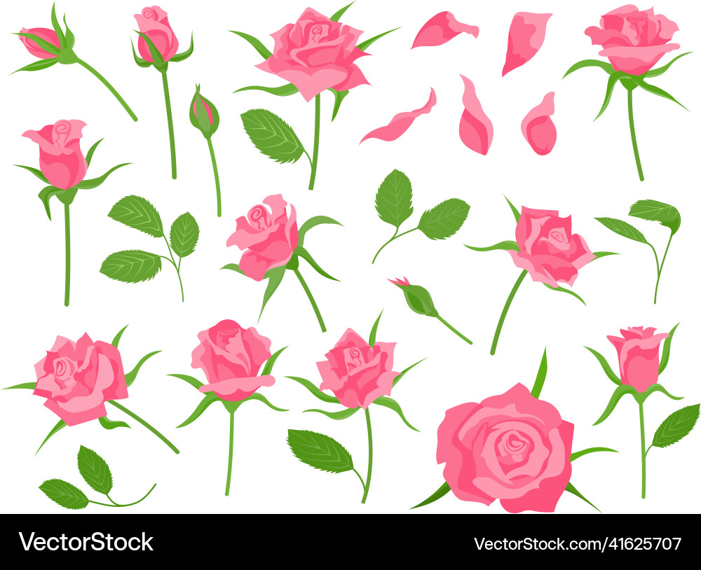 Cartoon blooming pink rose flower green leaf Cartoon blooming pink rose flower green leaf Vector Image