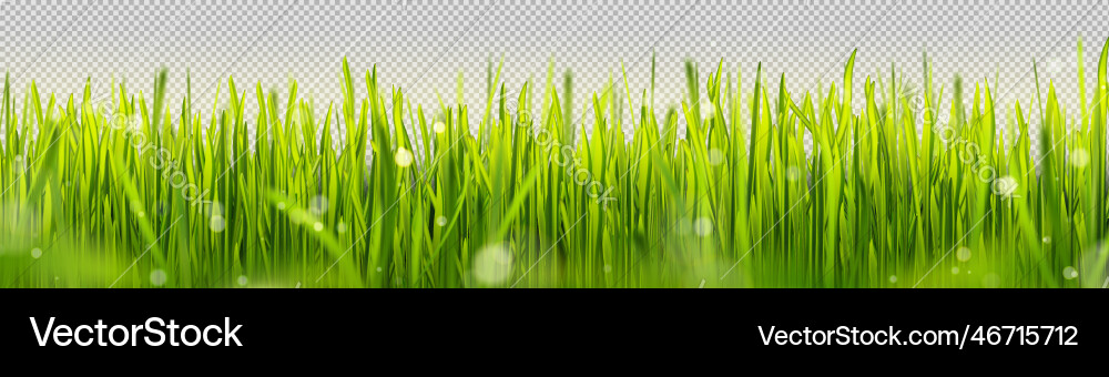 Realistische grüne Rasen Grasgrenze mit Sonnenlicht Realistische grüne Rasen Grasgrenze mit Sonnenlicht vektorbild