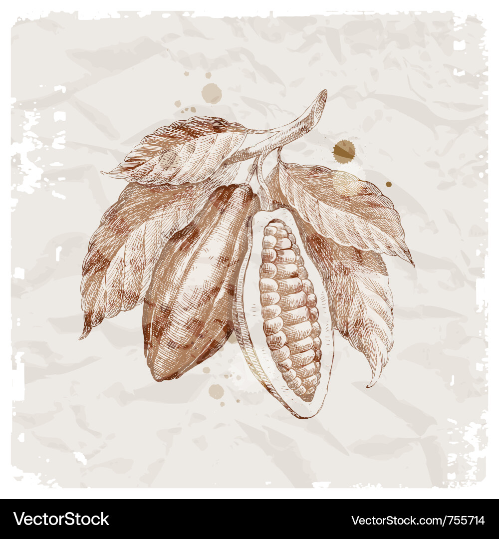 Cocoa Beans on Branch Vector Image