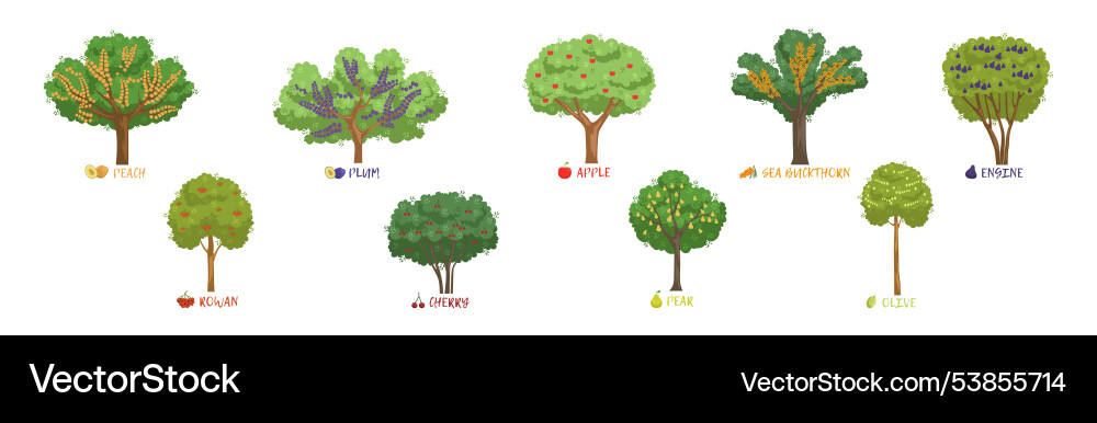 Different fruit trees sorts with names set Different fruit trees sorts with names set vector image