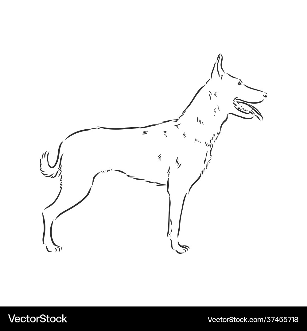 Sketch belgian shepherd dog hand drawn vector image