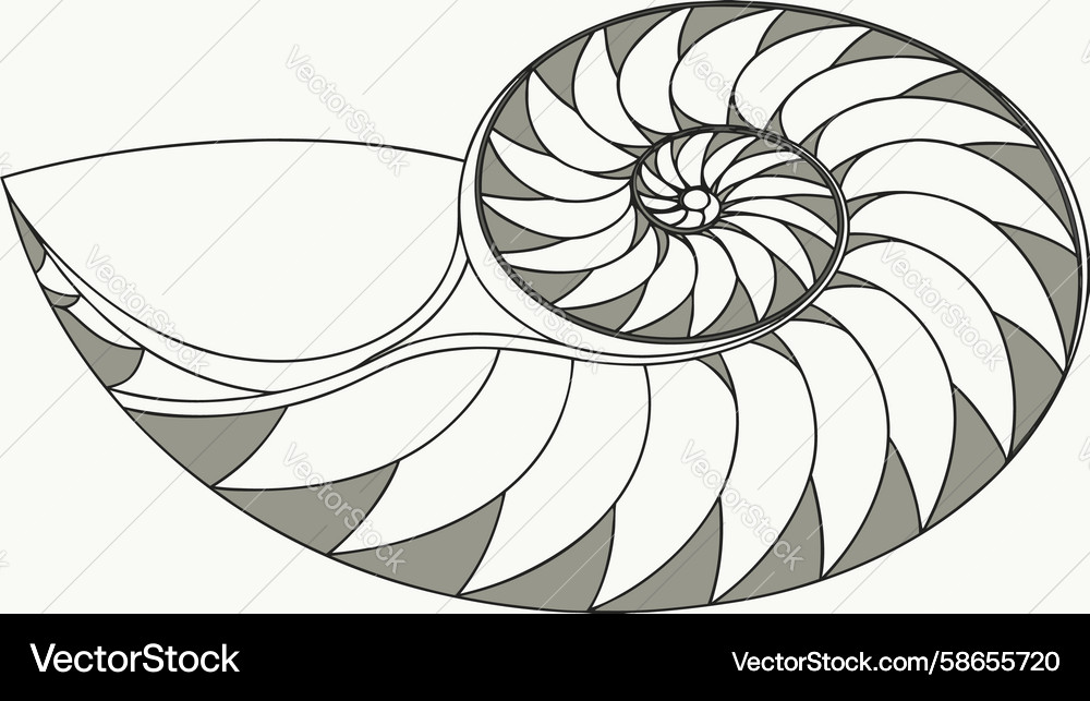 Cross-sectional view of a nautilus shell art Vector Image
