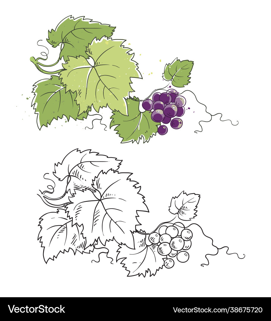 Grapevine line sketch and color grape Vector Image