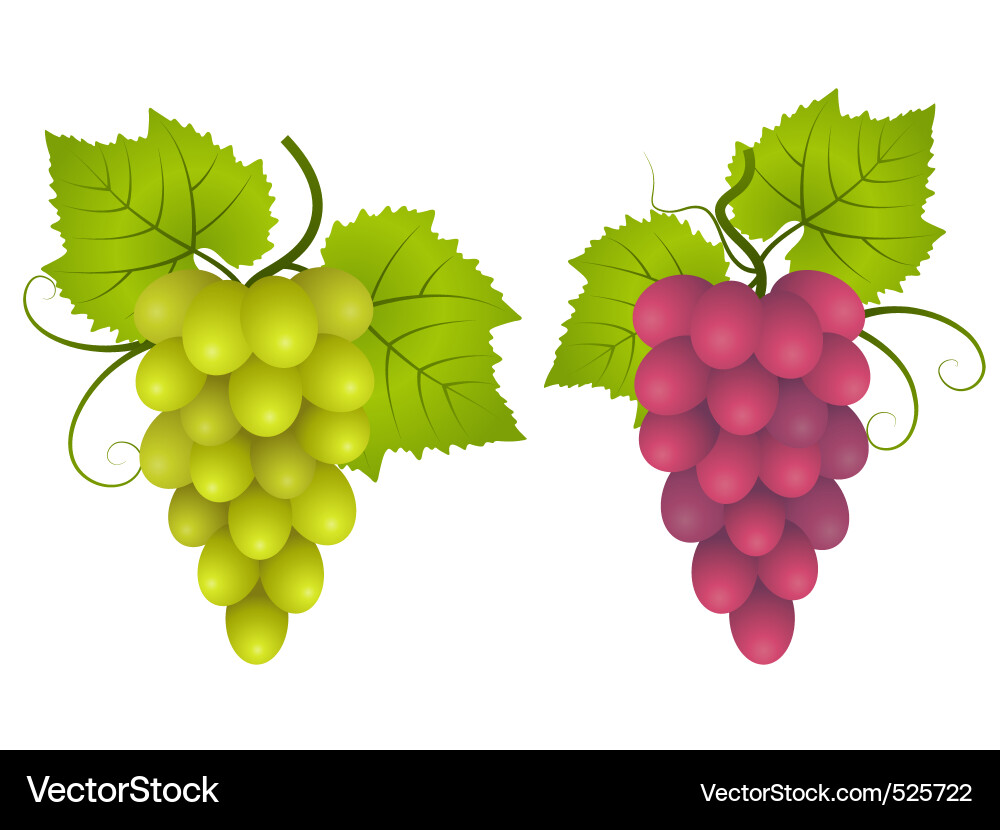 Ripe Grapes Decorative Element Vector Image