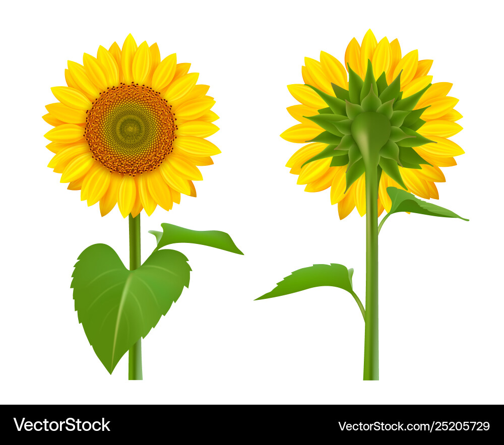 Sunflowers realistic summer botanical floral vector image