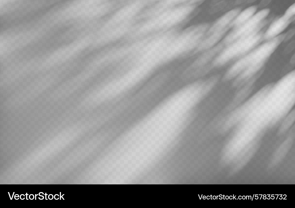 Abstract shadow overlay from tree branch Vector Image