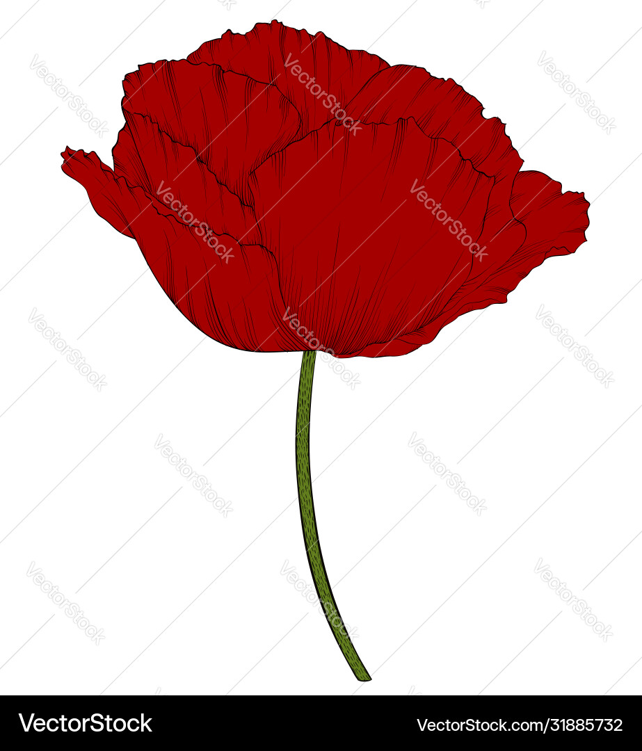 Roter Mohn im handgezeichneten grafischen Stil isoliert Roter Mohn im handgezeichneten grafischen Stil isoliert vektorbild