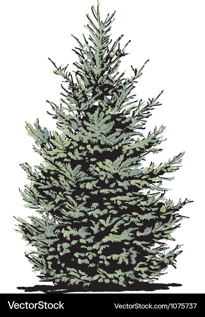 Detailed Pine Tree vector image