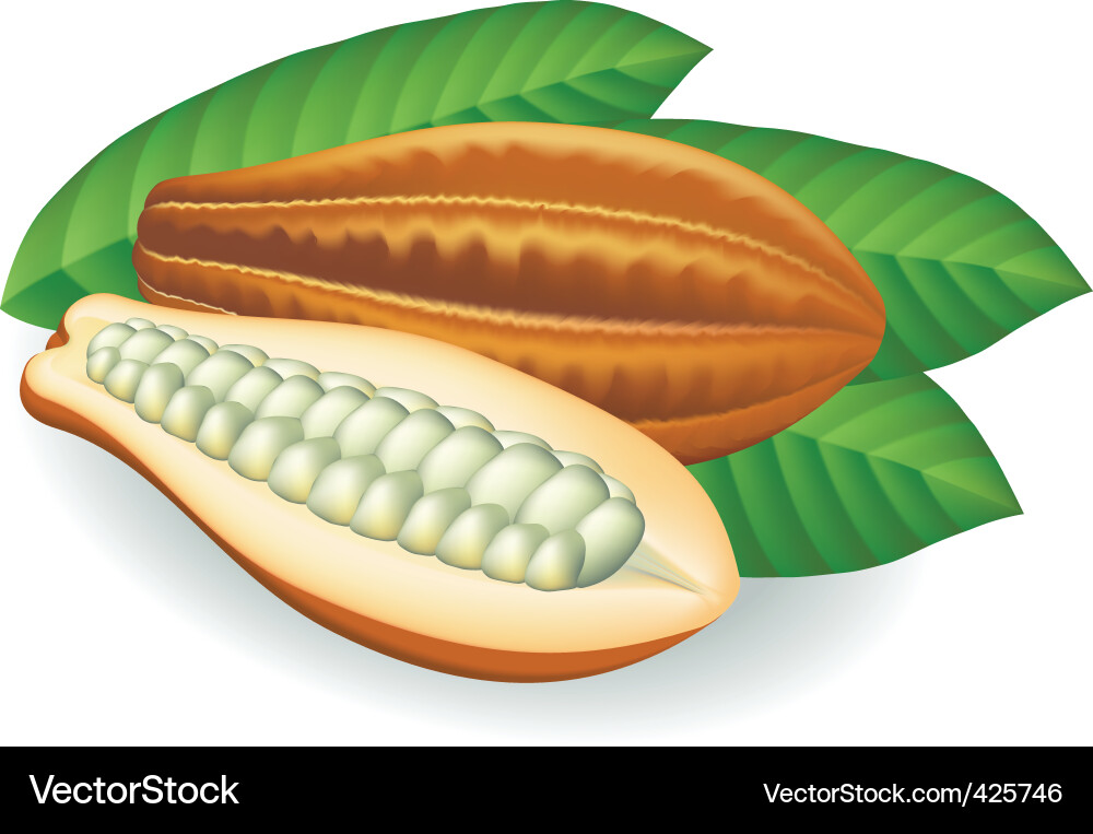 Cocoa Beans Close-Up vector image