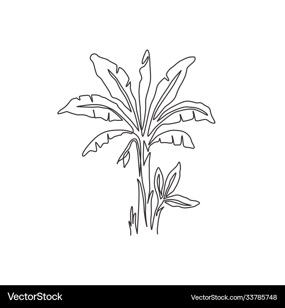 Continuous Line Banana Tree Vector Image