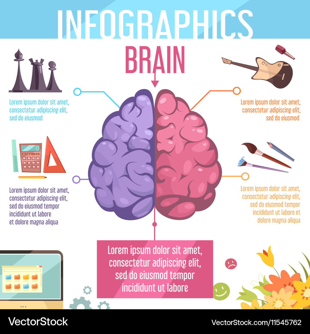 Brain Hemispheres Function Chart vector image