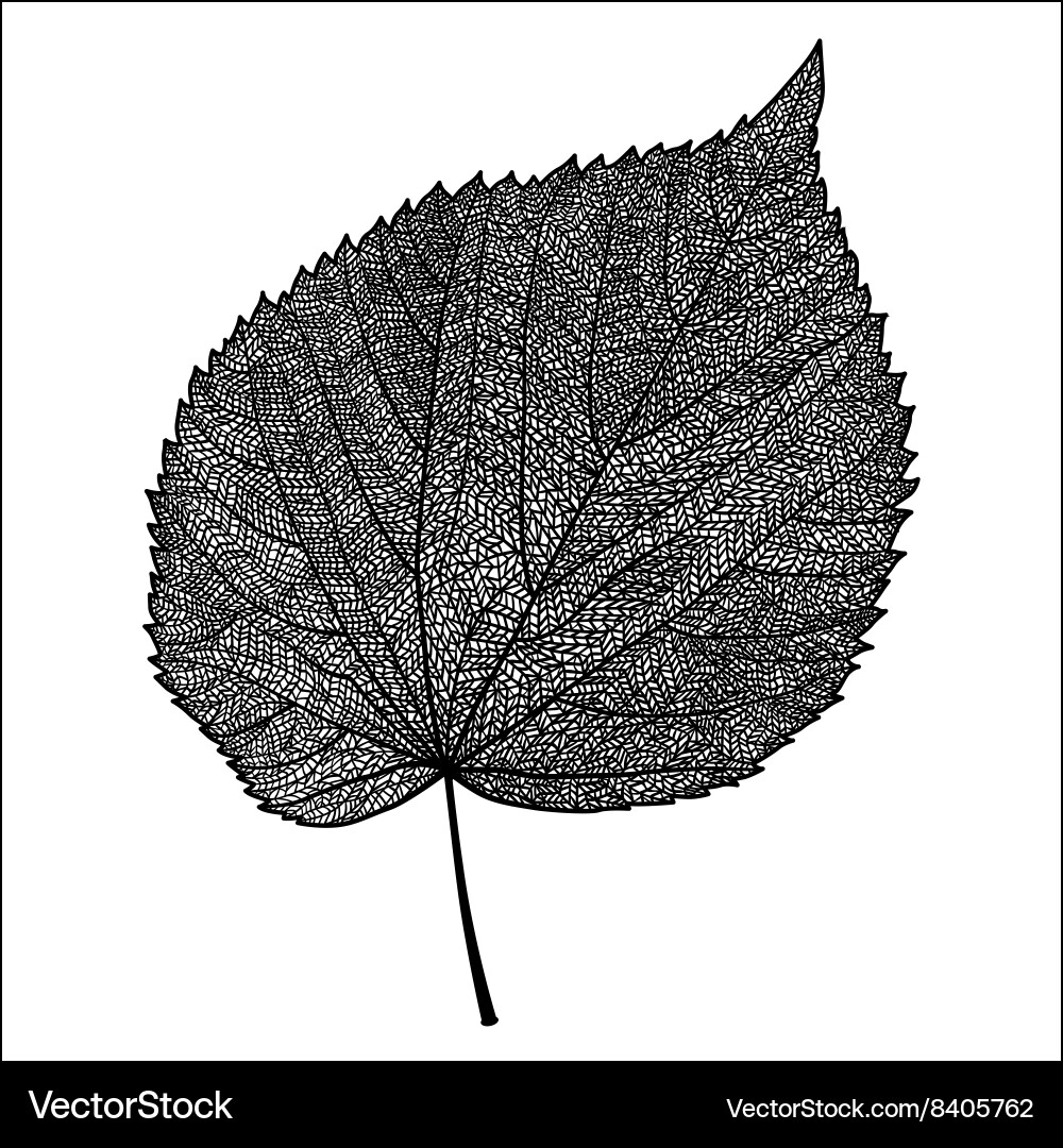 Skeletonized leaf Royalty Free Vector Image - VectorStock