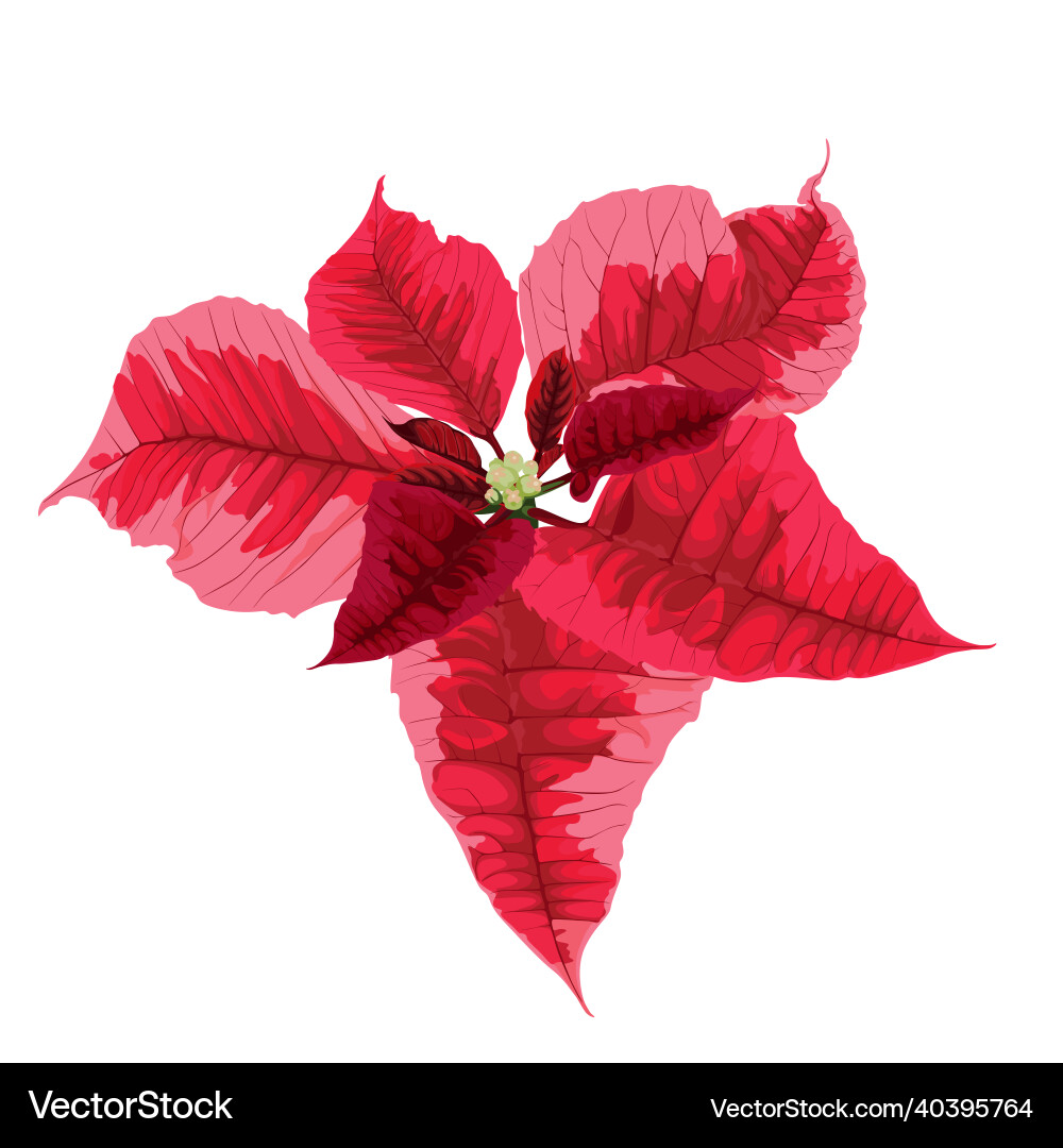 Realistische Winterpoinsettia Vektorbild