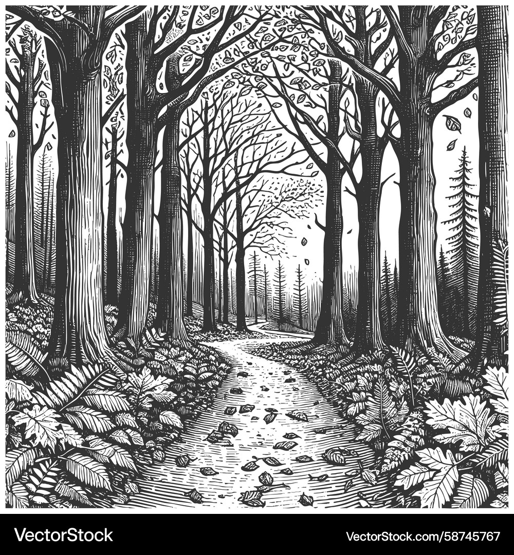 Forest Path Sketch Vector Image