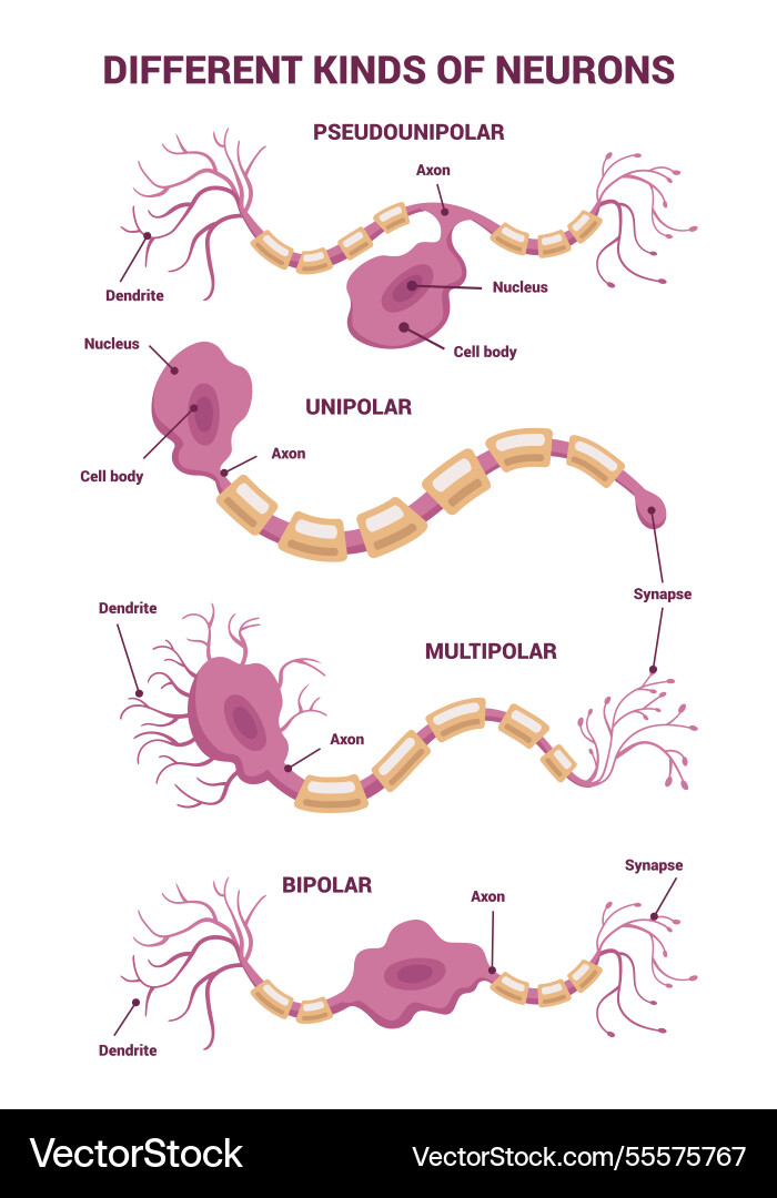 Neuron network and different types of neurons Neuron network and different types of neurons vector image