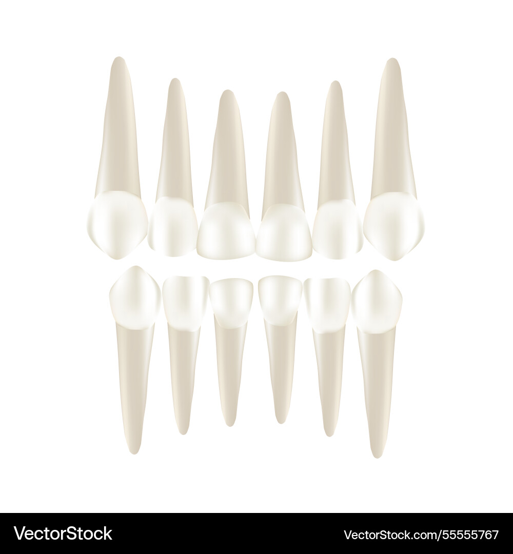 Set of realistic tooth with apexes Vector Image