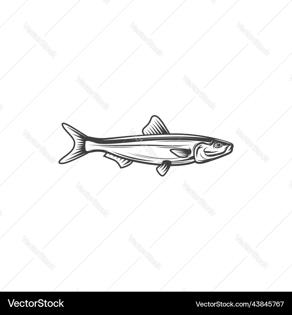 Sprat fish ocean anchovy for fishing or food icon Sprat fish ocean anchovy for fishing or food icon Vector Image