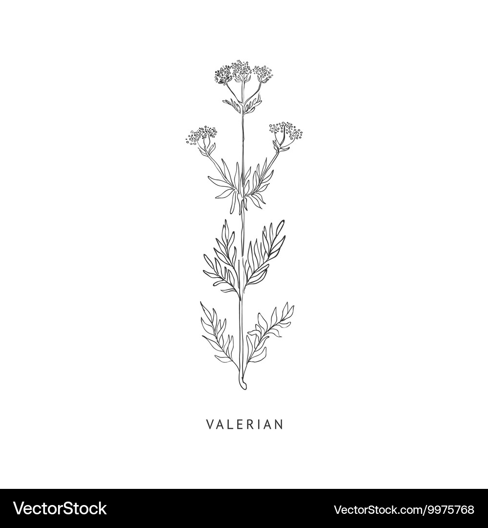 VALERIAN パンフレット VALERIAN パンフレット 雑誌