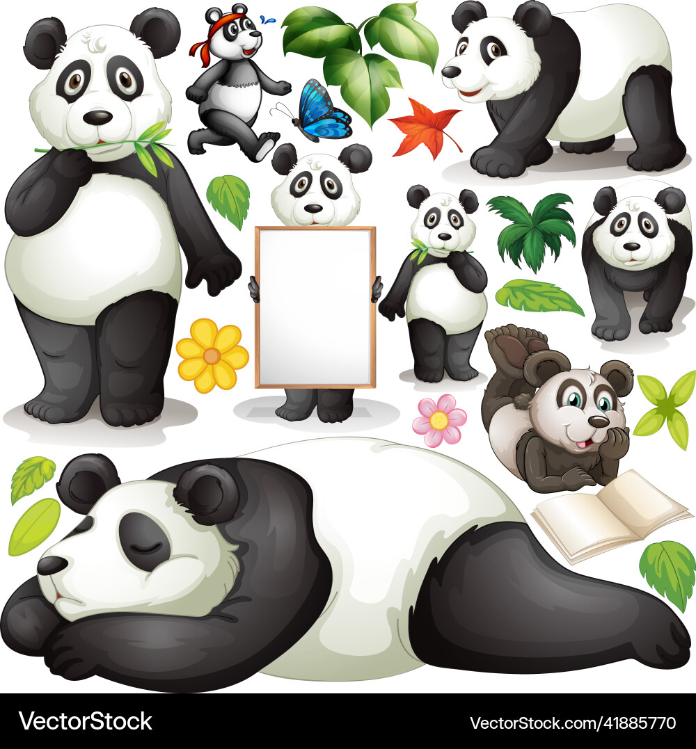 Panda in different actions Panda in different actions vector image