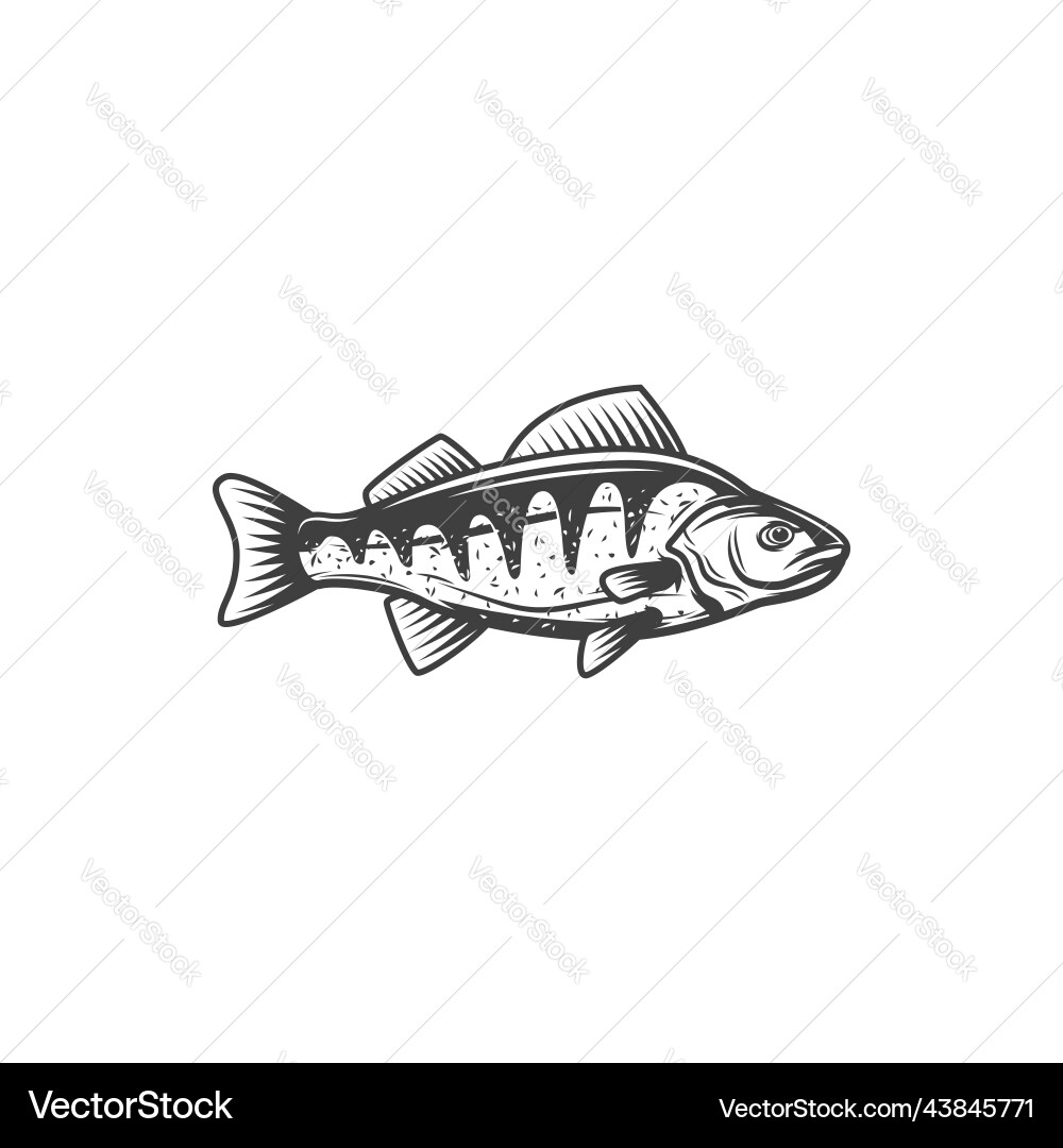 Perch freshwater fish fishing and marine food Perch freshwater fish fishing and marine food Vector Image