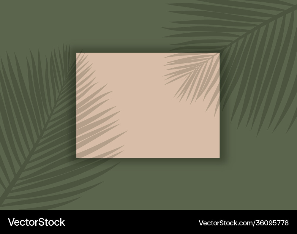 Display mock up with palm tree leaves shadow vector image