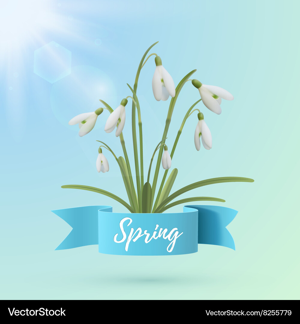 Spring background template with snowdrop flowers vector image