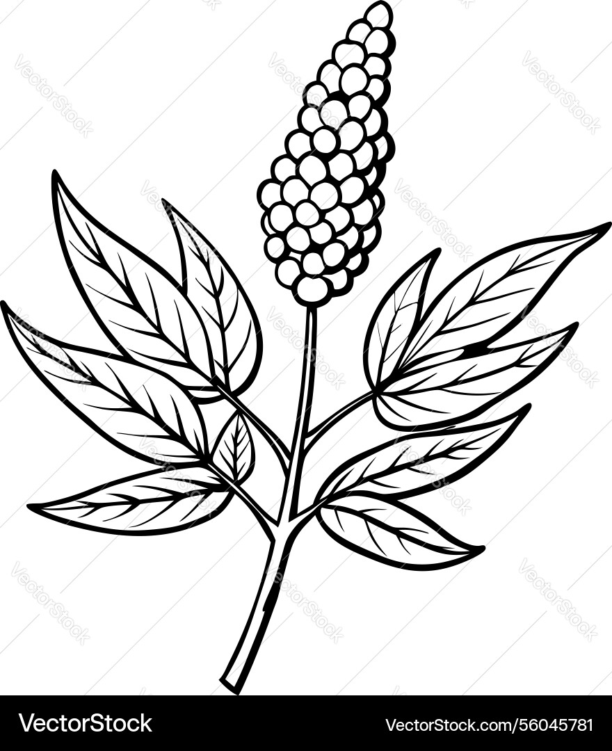 Line art of a branch with clustered berries Vector Image