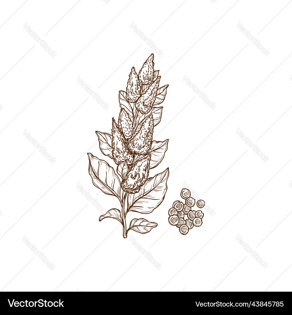 Sorghum or quinoa gluten cereal grain plant seeds vector image