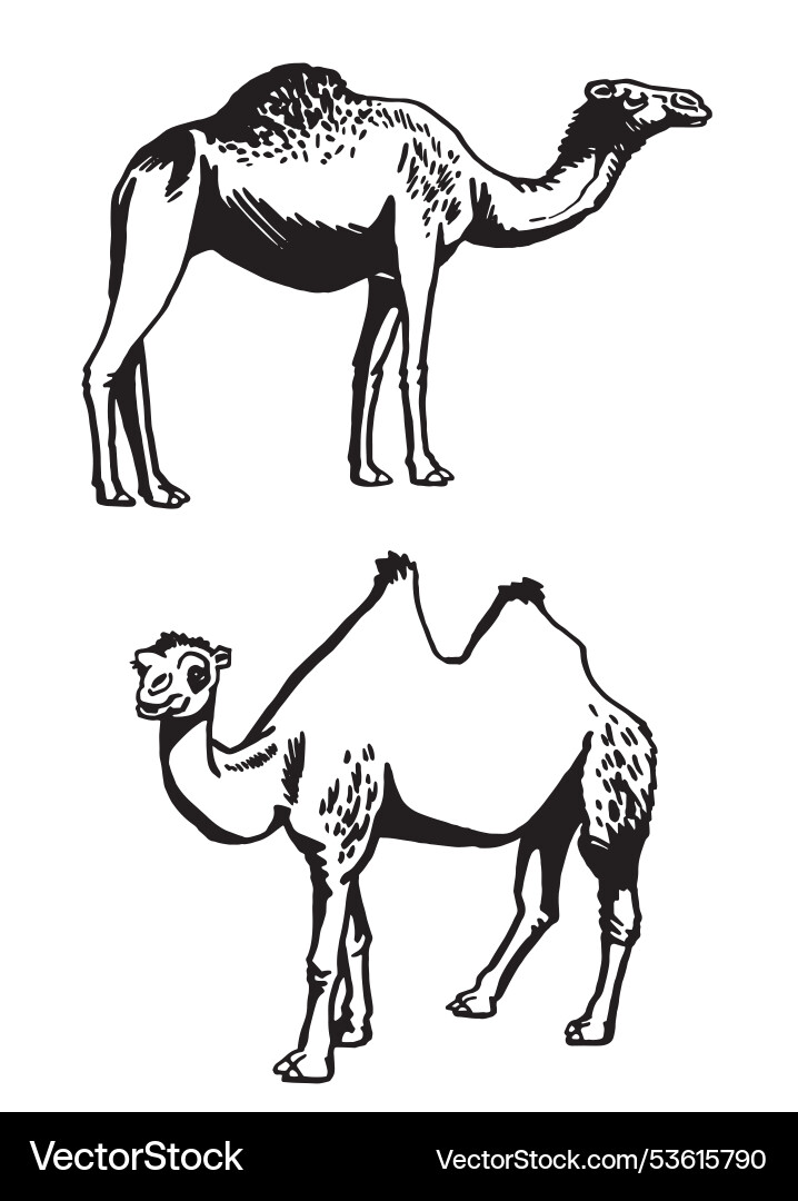 Graphical set of camels on white background Vector Image