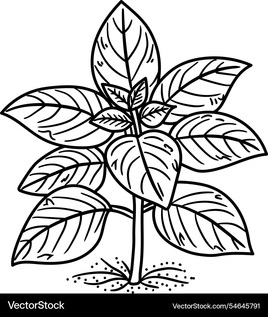 Natural plants vector image