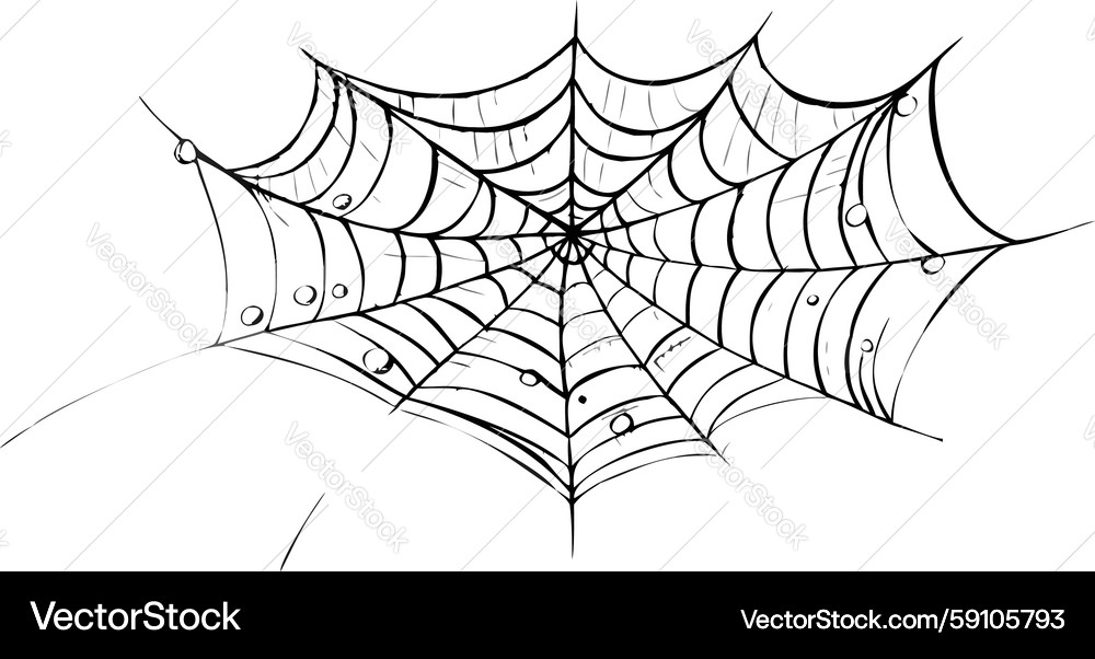 Complex Spider Web Pattern Vector Image
