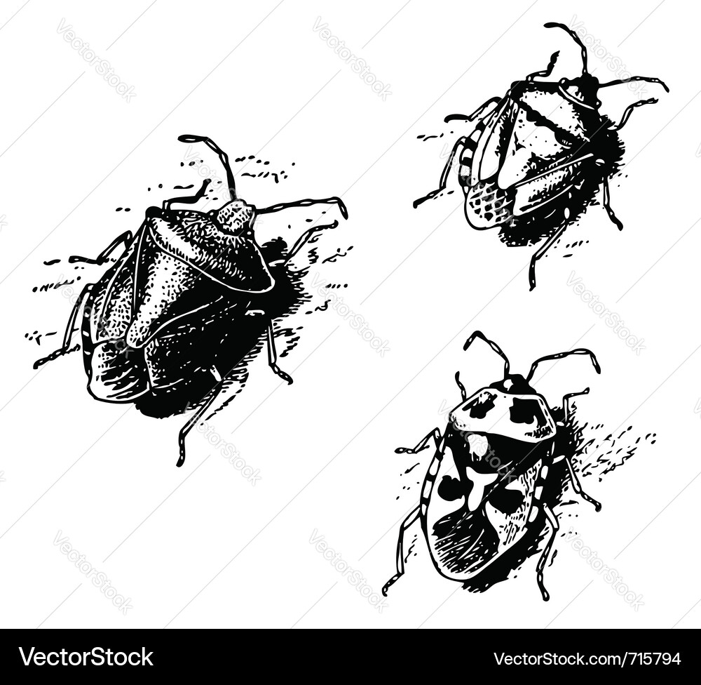 Shield bug Vector Image