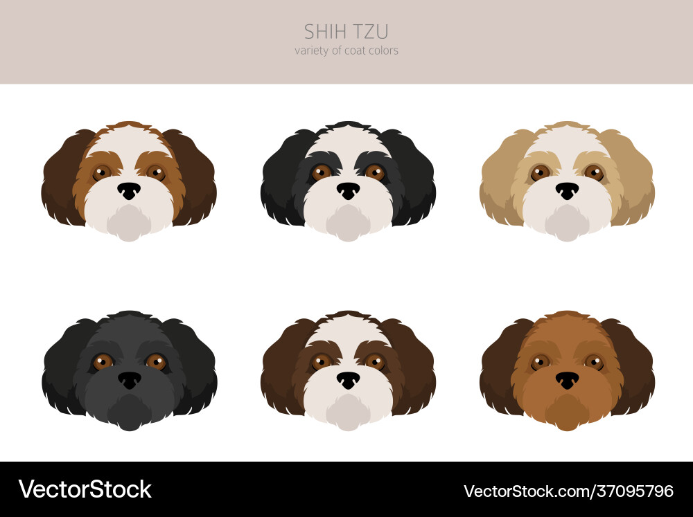 Shih tzu poses coat colors set Shih tzu poses coat colors set vector image