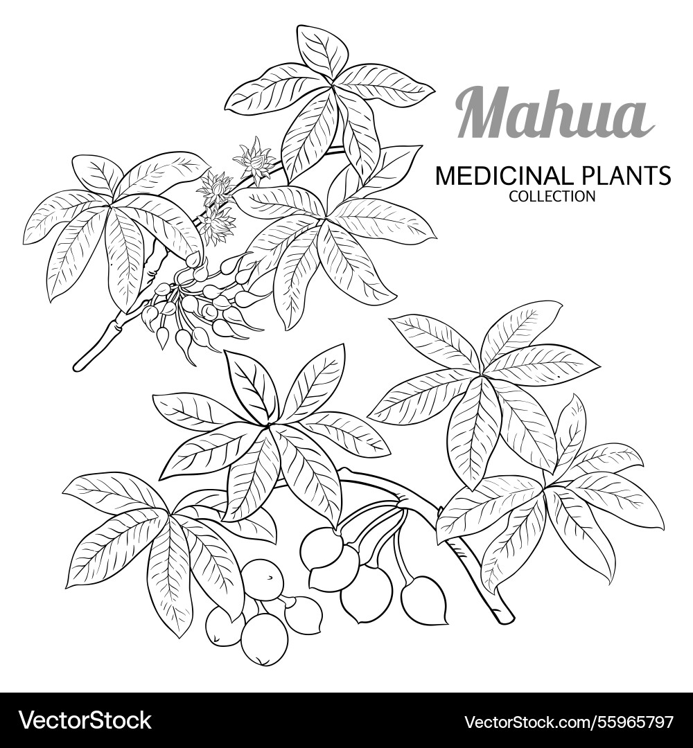 Mahua branch with flowers outline Vector Image