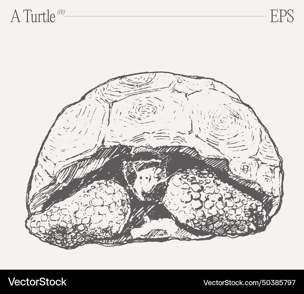 Turtle Shell Sketch Vector Image