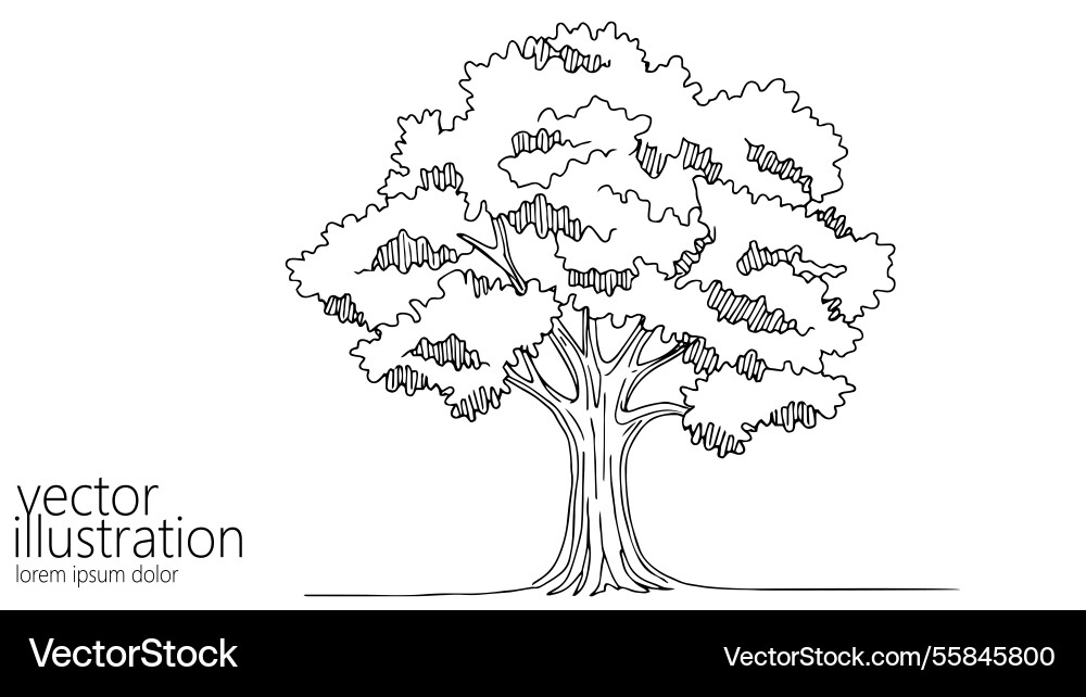 Tree drawing design trunk branches vector image