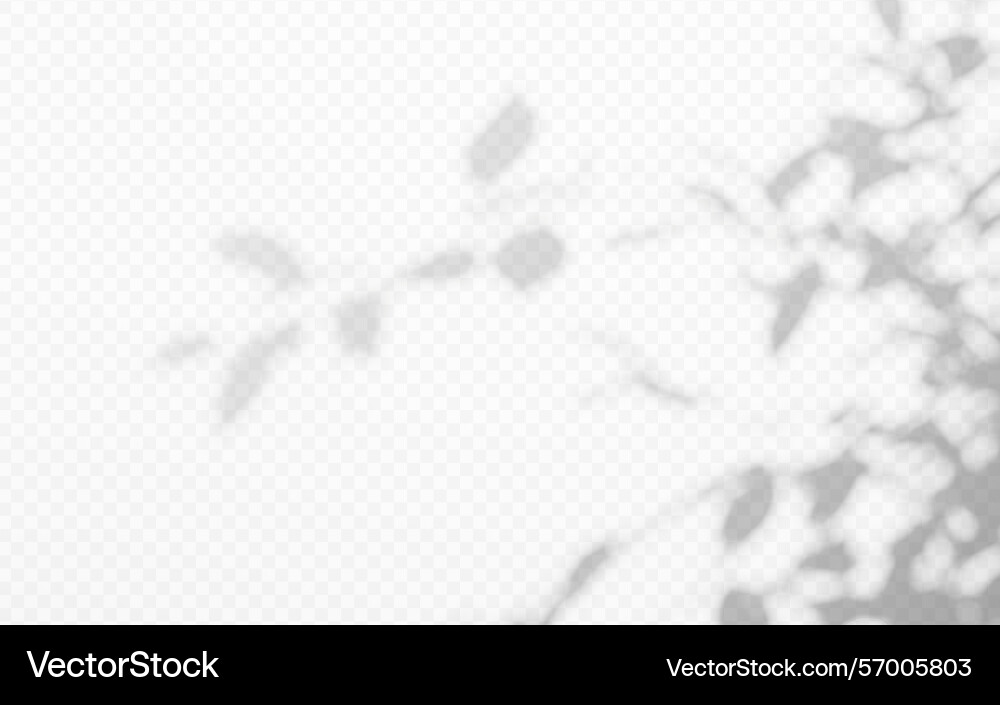 Shadow overlay from a tree branch isolated Shadow overlay from a tree branch isolated vector image
