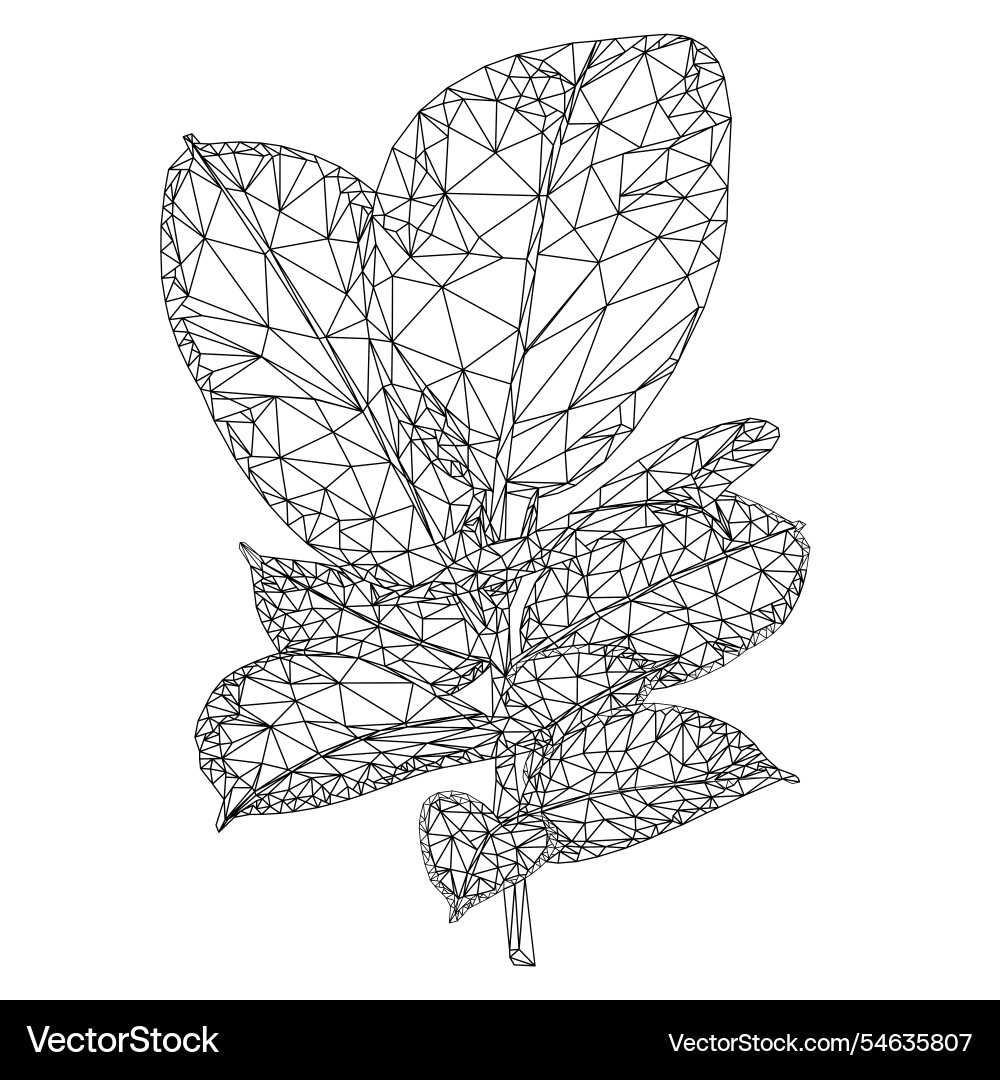 Ficus elastica ruby branch and leaves outline Ficus elastica ruby branch and leaves outline vector image