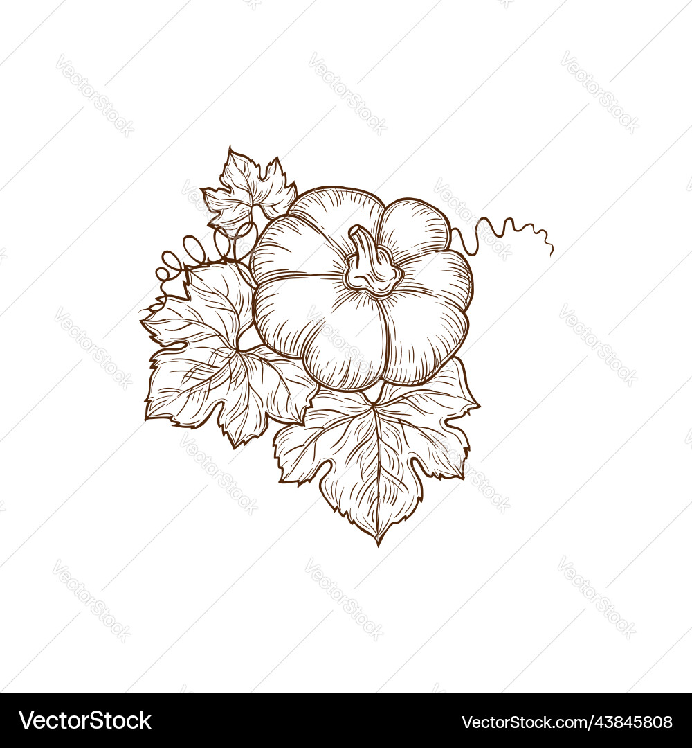 Ripe Pumpkin Sketch with Leaves Vector Image