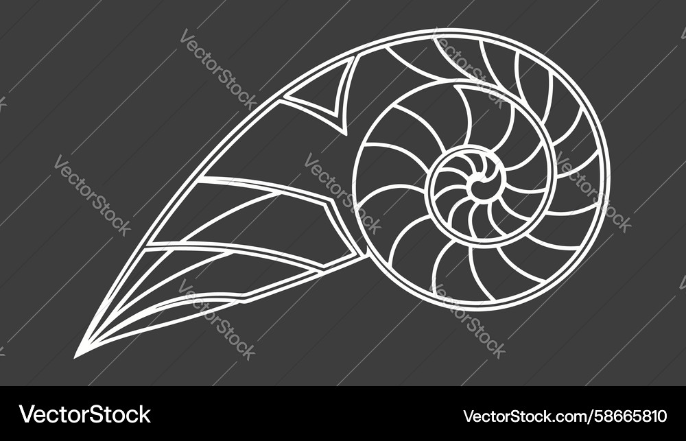 Elegant nautilus shell fibonacci spiral design Vector Image