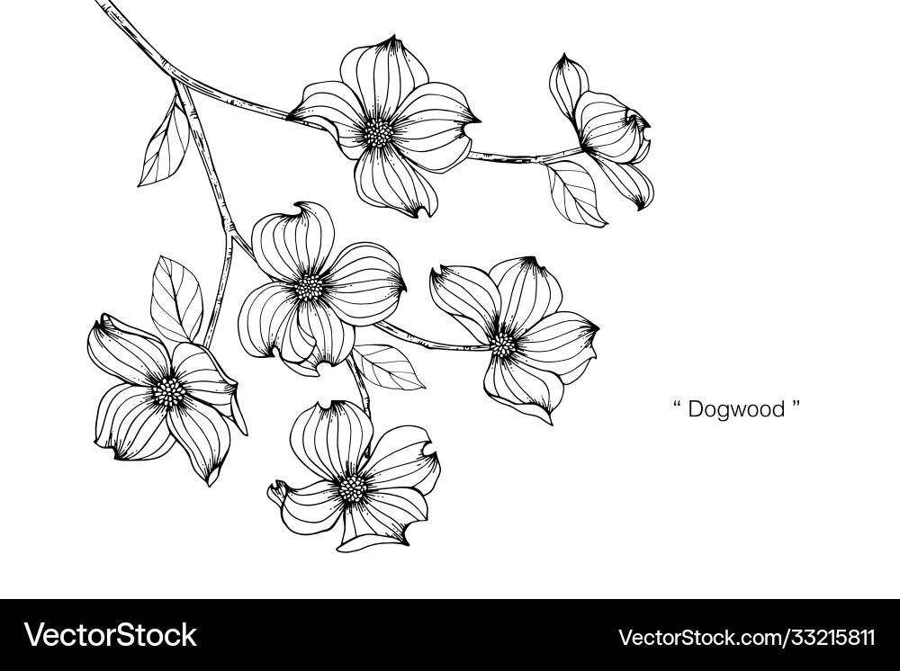 Dogwood flower and leaf hand drawn botanical Dogwood flower and leaf hand drawn botanical Vector Image
