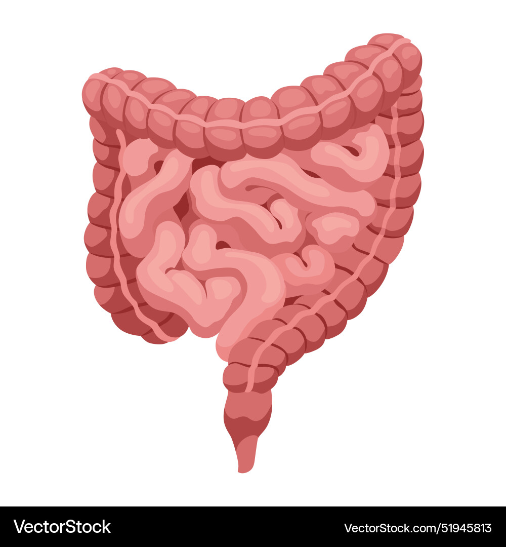 Smooth muscles tissue with specific function vector image