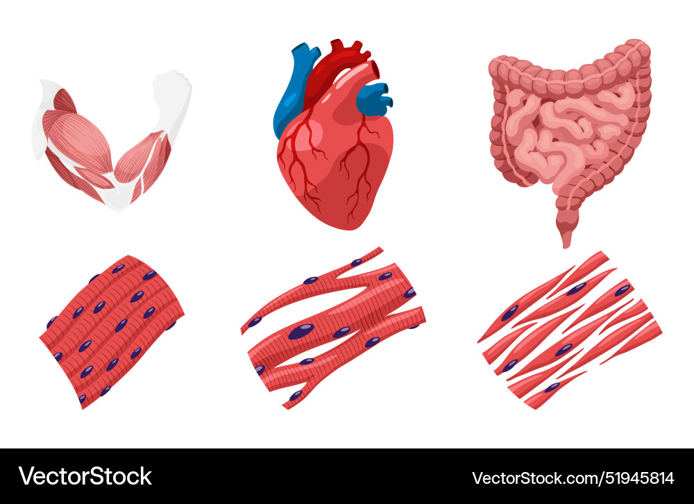 Types of muscle cells include skeletal smooth Types of muscle cells include skeletal smooth vector image