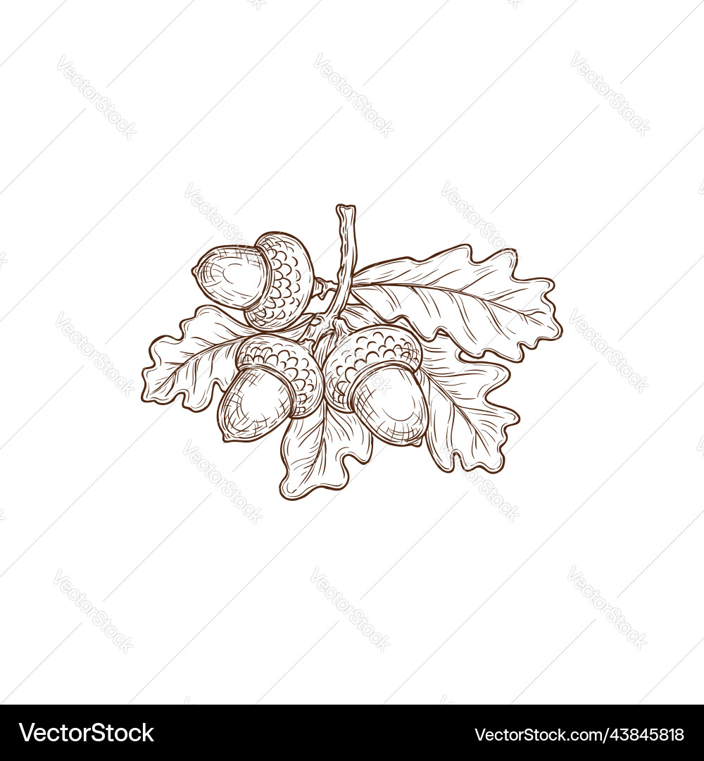 Sketch autumn oak leaves and acorn foliage Vector Image