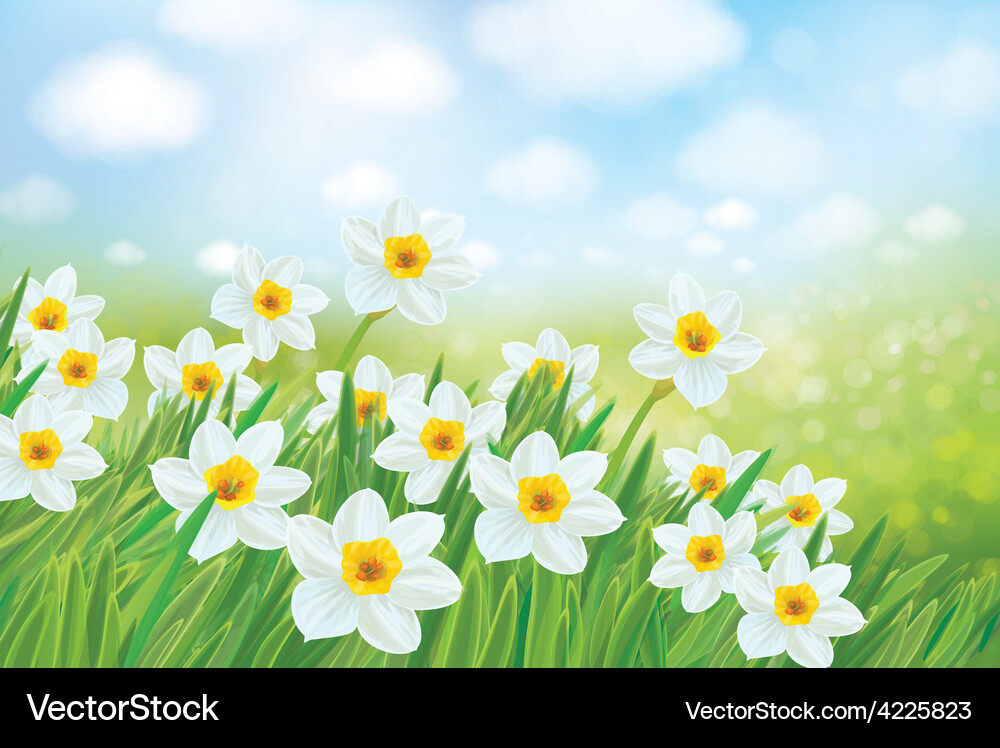 Spring daffodils Vector Image