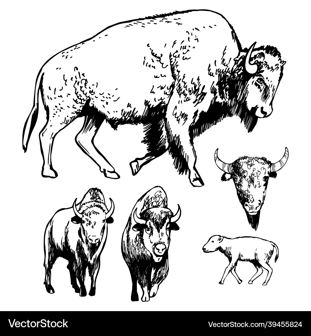 American Bison Sketch Vector Image