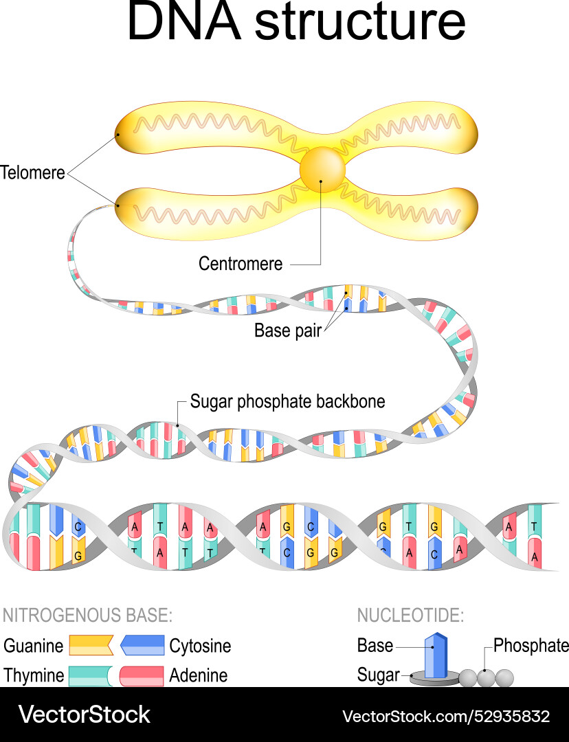 Dna structure close-up of chromosome Royalty Free Vector